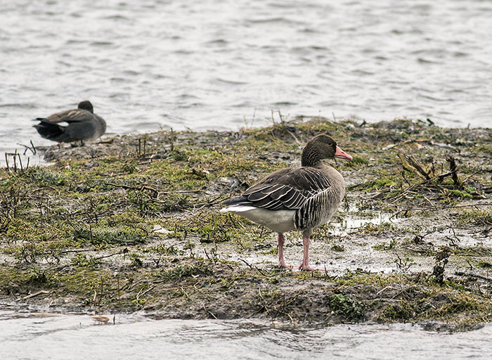 160221 greylag goose Tophill Low