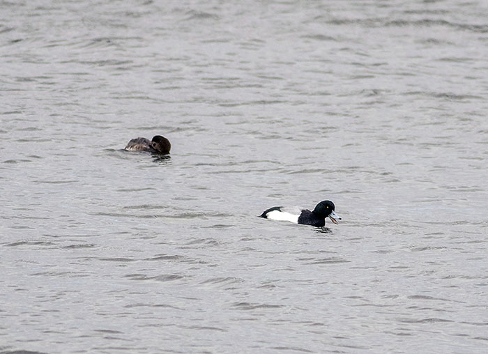 160221 scaup m (foreground) & f Tophill Low
