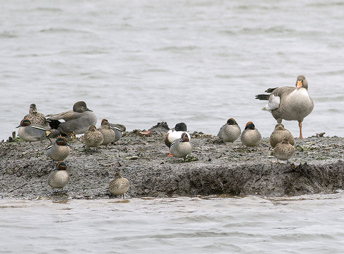 160221 teal (Anas crecca) Tophill Low