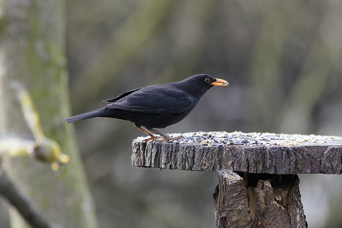 160315 blackbird Pennington Flash