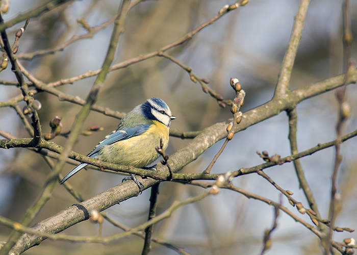 160315 blue tit Pennington Flash