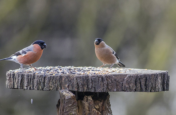 160315 bullfinch m&f Pennington Flash