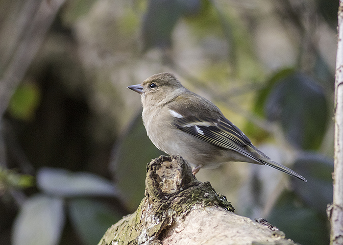 160315 chaffinch f Pennington Flash