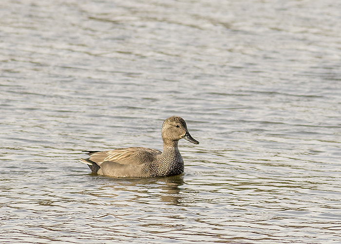 160315 gadwall m Pennington Flash