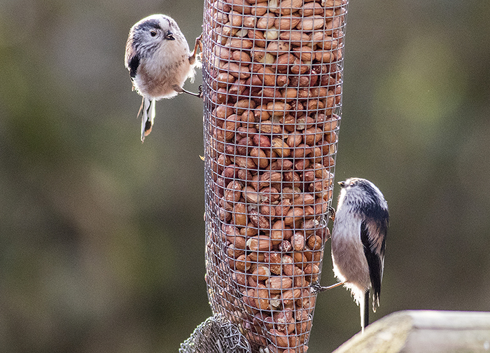 160315 long tailed tits 4 Pennington Flash