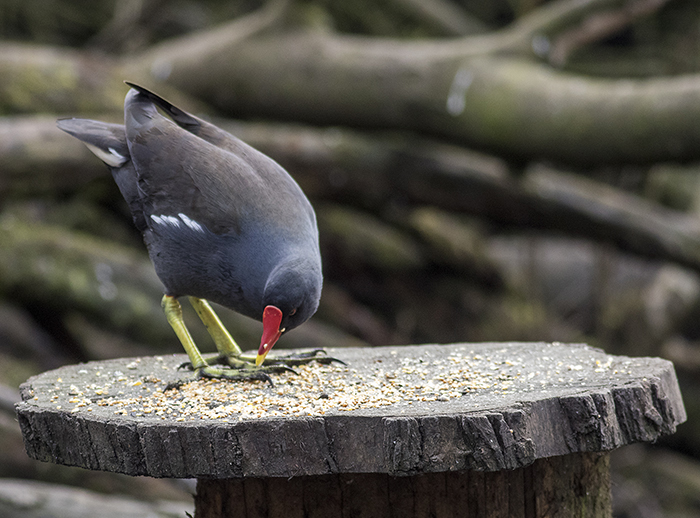 160315 moorhen on bird table Pennington Flash