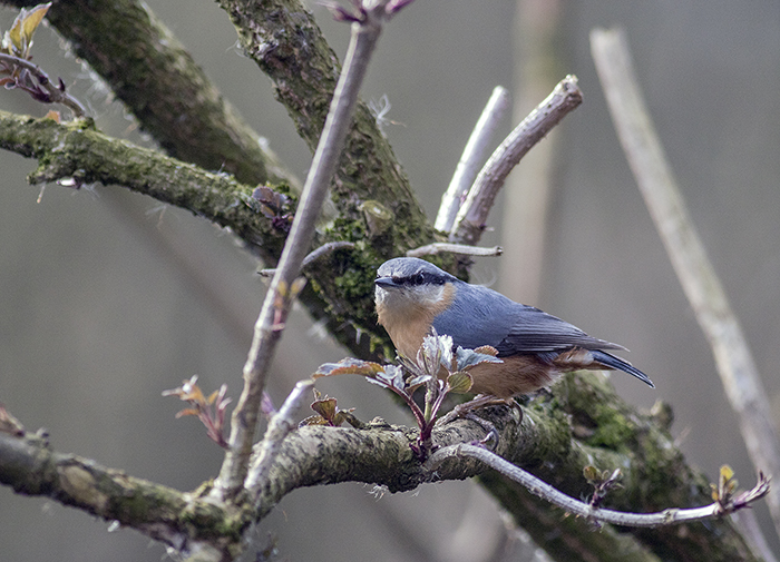 160315 nuthatch Pennington Flash