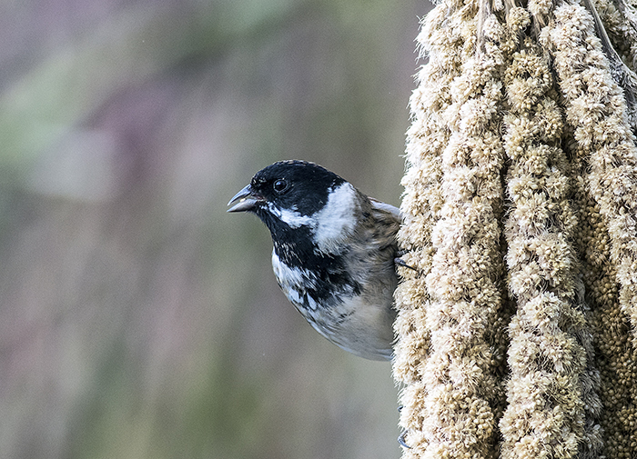 160315 reed bunting m 4 Pennington Flash