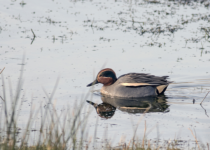 160315 teal Pennington Flash