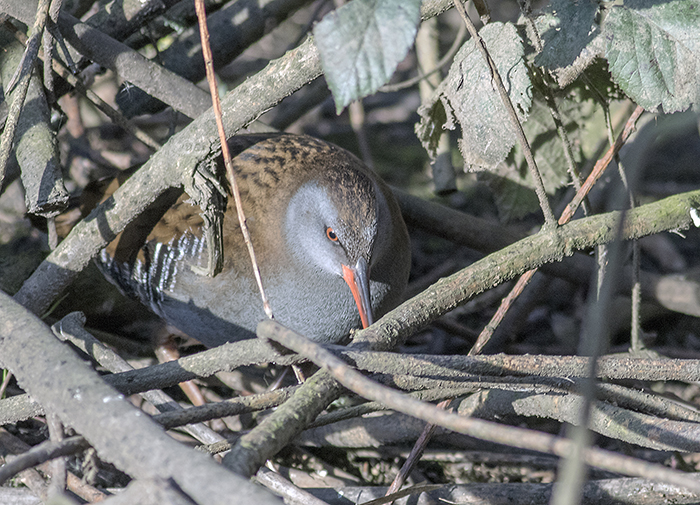 160315 water rail 3 Pennington Flash