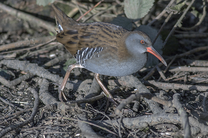 160315 water rail Pennington Flash