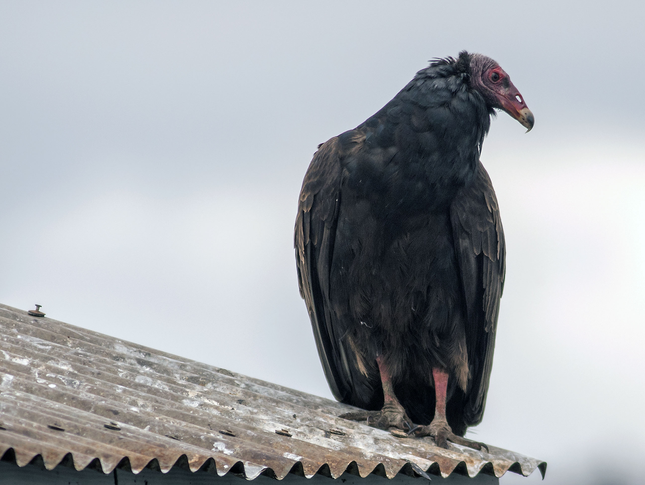 161112-jote-cab-col-juv-castro-chiloe-chile